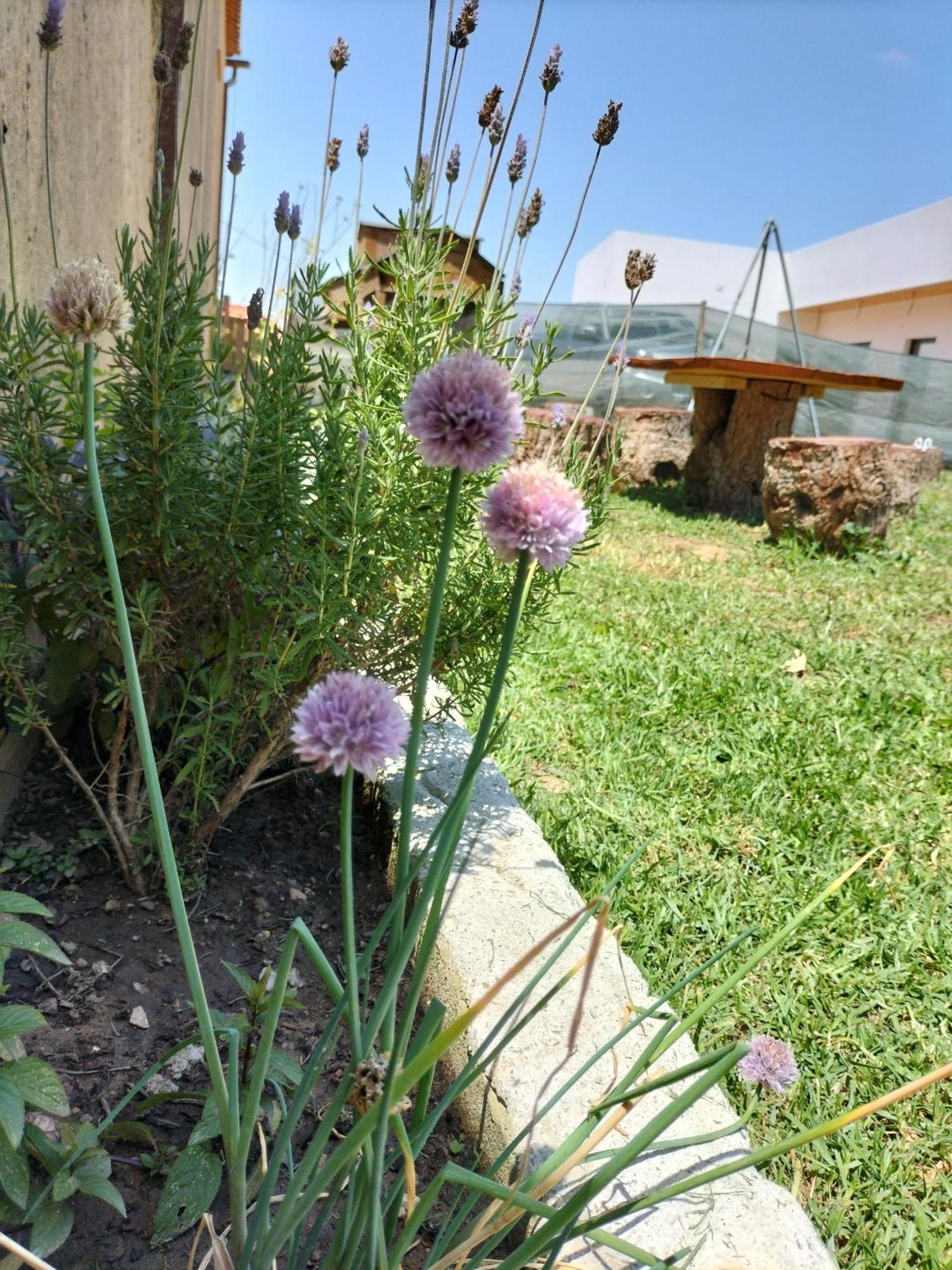 Dinocamp Casa de hóspedes Lourinhã Exterior foto